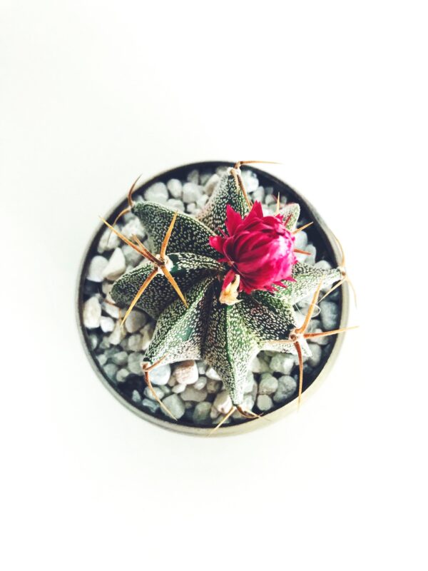 Cactus Planter